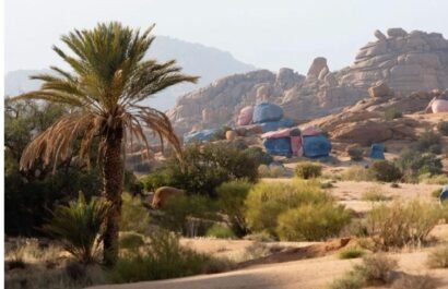desert-landscape-palms